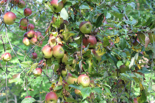 Harvest Time on Apple Island
