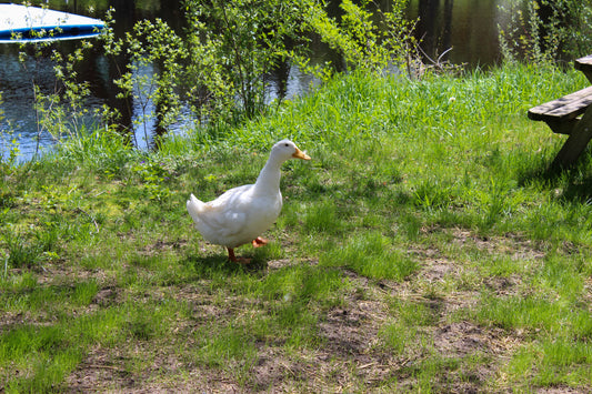 Lucky Ducks